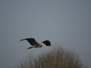 grey heron (Ardea cinerea)