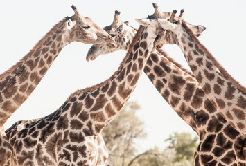 four giraffes necking 