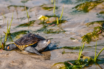 Diamondback Terrapin (Malaclemys terrapin)