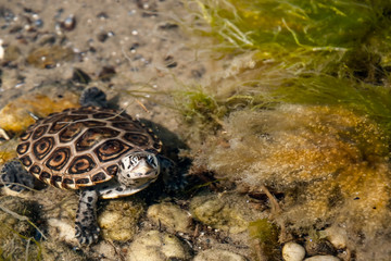 Diamondback Terrapin (Malaclemys terrapin)