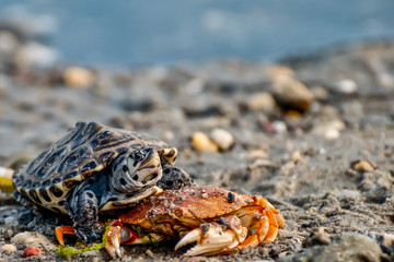 Diamondback Terrapin (Malaclemys terrapin)