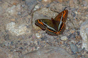 Close-up photography of a brown, white and orange brush-footed butterfly on a stony road. Captured at the Andean mountains of central Colombia.