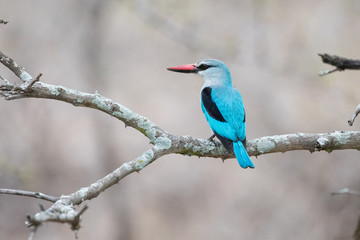 Woodland Kingfisher