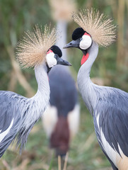 Pir of crowned cranes