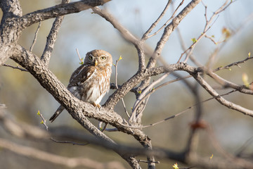 owl on branch