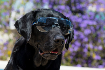 Dog labrador with sunglasses, funny dog.
