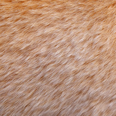 closeup dog fur texture