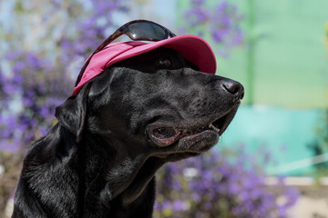 Dog labrador with sunglasses and hat, funny dog.