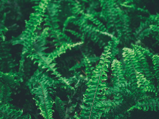 Green leaves pattern.