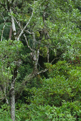 Makakenfamilie im Bako Nationalpark, Borneo