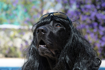 Dog labrador with sunglasses and long hair, funny dog.
