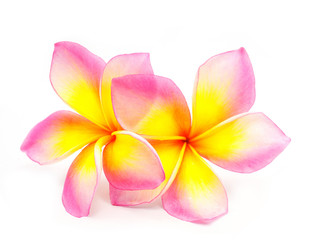 Plumeria flower pink.