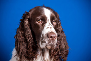 Beautiful young dog breed English Springer Spaniel on blue background. Muzzle close-up, expressive look in camera.