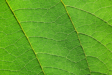 closeup leaf texture ( Bastard Teak, Bengal Kino, Kino Tree, Flame of the Forest )