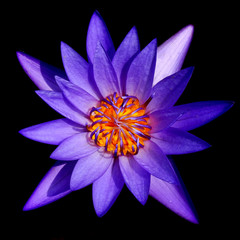 purple lotus on black background