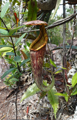 Kannenpflanze im Bako Nationalpark, Borneo