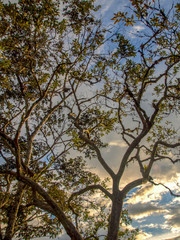 Fototapeta premium The light of sunset illuminates the crown of an oak tree, in the Andean mountains of central Colombia.
