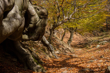 Autumn colors of the plants