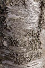 texture of birch bark
