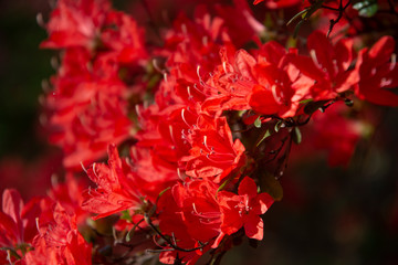 Fototapeta premium Delicate stamen reach out from peaking azalea blossoms at the at the U.S. National Arboretum in Washington, DC, April 23, 2019.