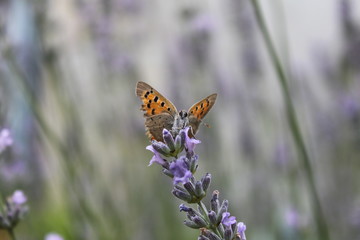 papillon 