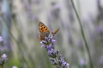 papillon