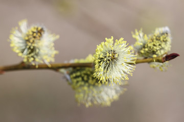 Willow flowers on the branch.