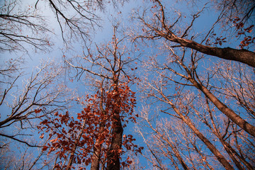  Treetops in autumn