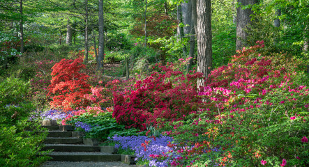 Garden stairway lead past blooming azalea plants at the U.S. National Arboretum in Washington, DC, April 23, 2019.