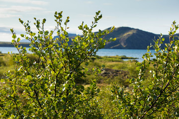 Green leaves of a bush in the bright sun light on the foreground with the lake and mountain behind. Sunny day, nature, outdoor. Nature of Iceland, camping and picnic area.