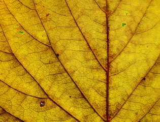 texture of autumn yellow leaf