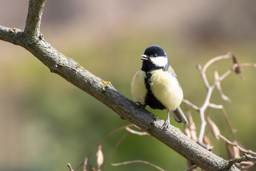Male great tit (Parus major) standing on a branch and singing