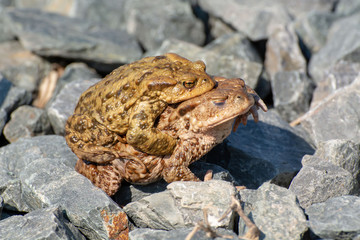 Common toads (Bufo bufo) in amplexus resting on crushed stones