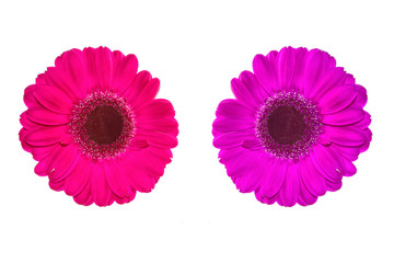 Colorful autumn flowers of gerbera
