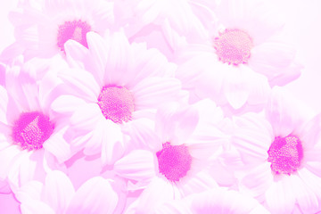 Obraz premium Colorful autumn flowers of chrysanthemum