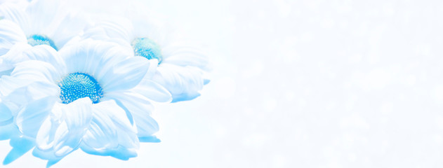 Colorful autumn flowers of chrysanthemum