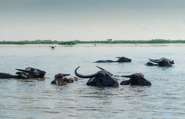 Fototapeta premium The water buffalo at Thalenoi Phatthalung , Thailand : Water buffalo can eat grass under water.