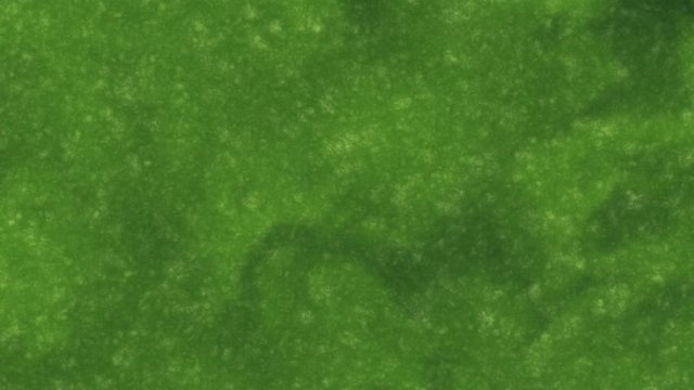 Sfondo animato verde