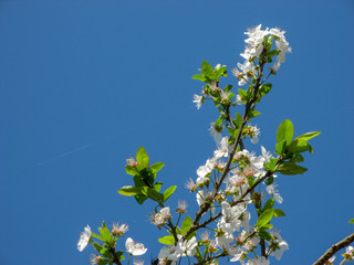  Plum tree blossoms with blue sky background.
