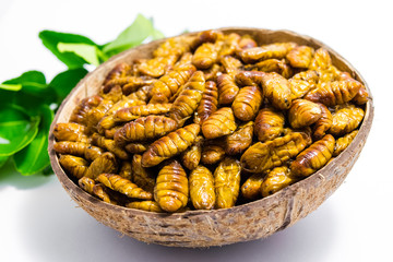 Fried silkworm's pupa