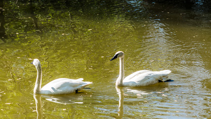 Ptak, ptaki © Dreamnordno