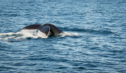 Wagging tail of a humpback whale diving to the depths of the Atlantic Ocean, view from a fishing boat during whale watching tour. Sea surface and whale tail on a large space.