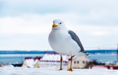 One white sea gull portrait. Wild seagull perched against the city landscape