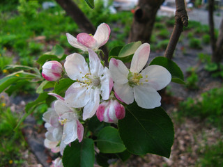 Fototapeta premium Blossoming apple tree flowers with green leaves.
