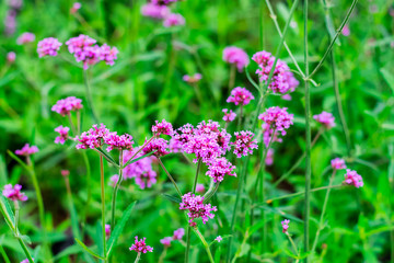 Violet verbena flowers