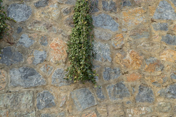 Old stone wall with ivy as background