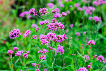 Violet verbena flowers