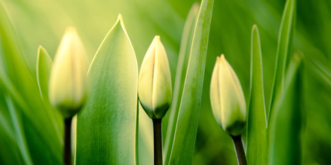 Green young tulips grow in the spring garden