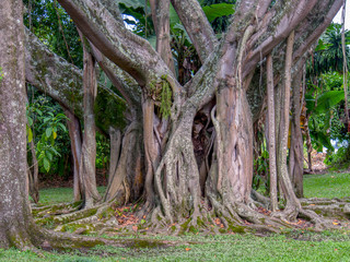 The amazing and intricate beauty of a ficus altissima - council tree- trunk and bark. Captured at the Andean mountains of southern Colombia.