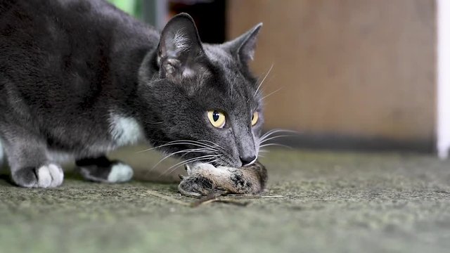Grey cat in the dark, mouse on the green floor The cat eats the mouse. The cat caught the prey and ate it. Gray mouse prey gray cat